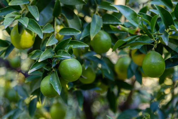 istock Limequat on the branch of the tree 1368793484