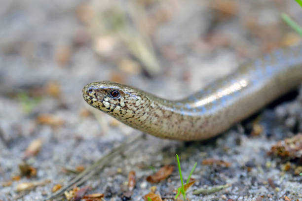 Slowworm, Anguis fragilis legless lizard also called blindworm or common slow worm slithering through forest floor. Pomerania, Poland.