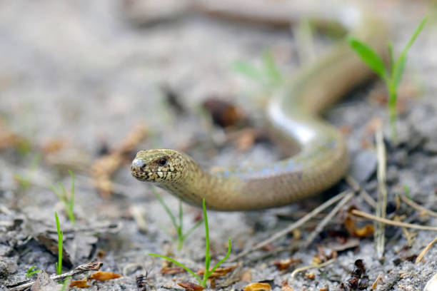istock A juvenile Anguis fragilis, also known as a slow worm, slowworm, blind worm or glass lizard, and often mistaken for a snake. 1368793687