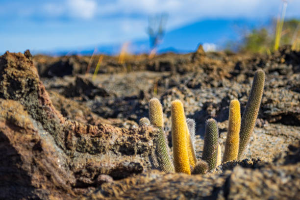 This unique species of lava cactus is endemic to the Galapagos Islands. Growing among the lava fields of Punta Moreno, the Brachycereus nesioticus is the sole species of the genus Brachycereus