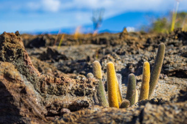 Lava Cactus at Punta Moreno on Isabela Island, Galapagos This unique species of lava cactus is endemic to the Galapagos Islands. Growing among the lava fields of Punta Moreno, the Brachycereus nesioticus is the sole species of the genus Brachycereus lava cactus stock pictures, royalty-free photos & images
