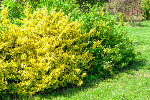 Yellow and green shrubs . Ornamental garden with decorative bushes