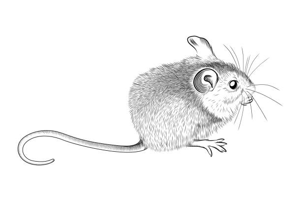 87 Harvest Mouse Illustrations & Clip Art - iStock | Salt-marsh harvest  mouse, Salt marsh harvest mouse, Harvest mouse nest