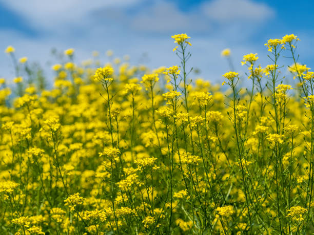 istock Rapeseed blooming field close-up bright spring background. 1368796663