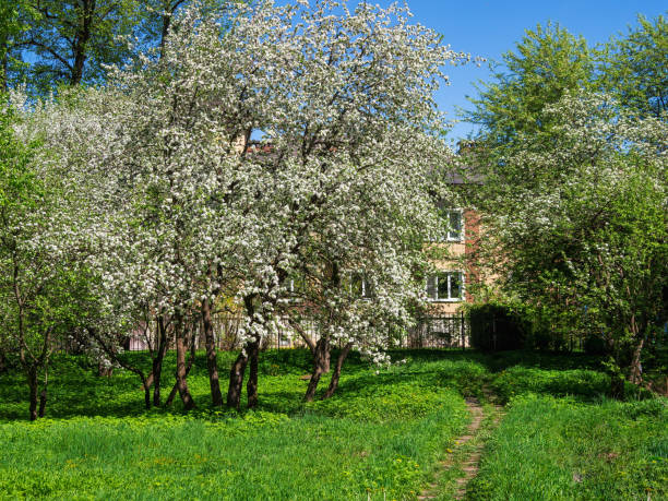 istock Spring apple blossoming garden with green grassy lawn. 1368796674