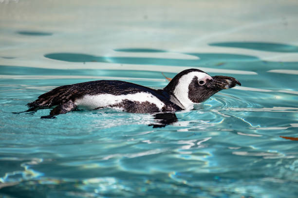 pingüino africano. pájaro y aves. mundo acuático y fauna. vida silvestre y zoología. - jackass penguin penguin zoo swimming animal fotografías e imágenes de stock