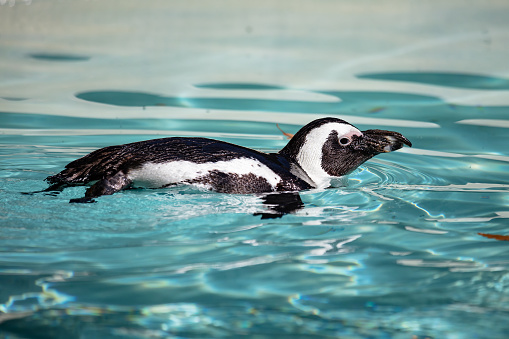 African penguin. Bird and birds. Water world and fauna. Wildlife and zoology. Nature and animal photography.