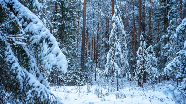 Fluffy young spruces covered with snow among the trunks of pines and birches in the winter forest in cold blue tones. Winter landscape with snow-covered trees. The concept of winter walks, activities and the celebration of the new year and Christmas. esponjosos abetos jóvenes cubiertos de nieve entre los troncos de pinos y abedules en el bosque de invierno en tonos azules fríos. paisaje invernal con árboles nevados. el concepto de paseos invernales, actividades y la celebración del año nuevo y la