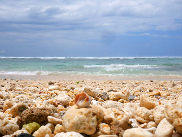 Shell series: sea shells in various colors