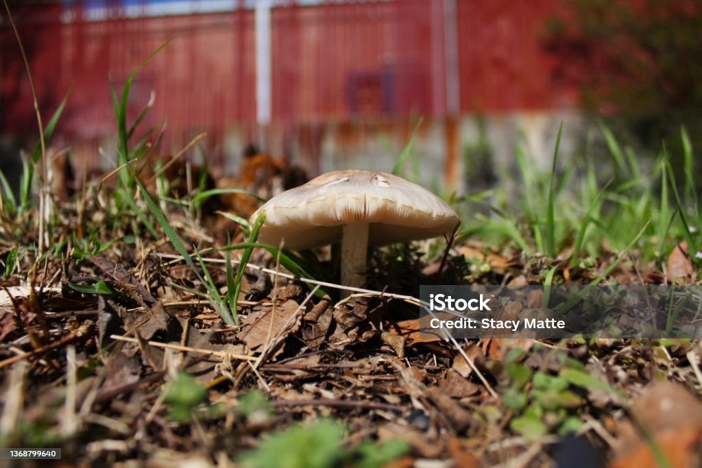 Common Gilled Mushroom A single Common Gilled Mushroom growing in the ground. Beige Stock Photo
