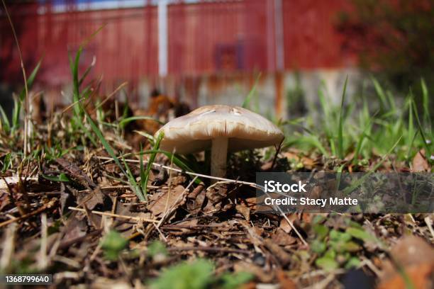 Common Gilled Mushroom Stock Photo - Download Image Now - Beige, Bright, Brown
