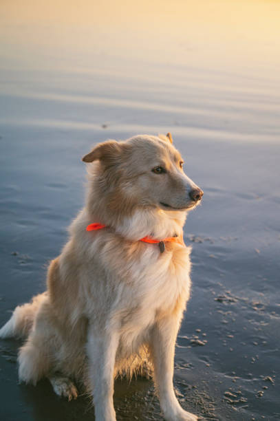 istock Canine sitting on the beach at sunset 1368800699
