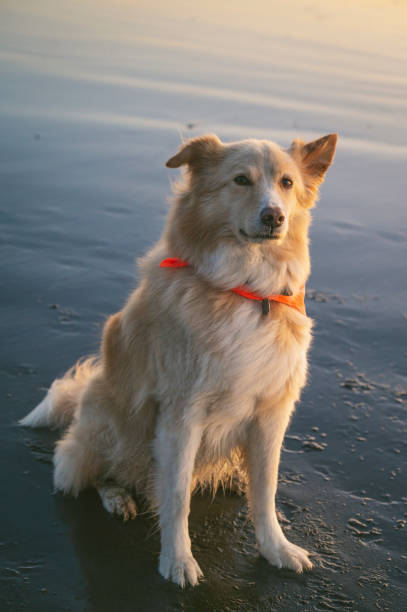 istock Dog looking at camera sitting on the beach at sunset 1368800703