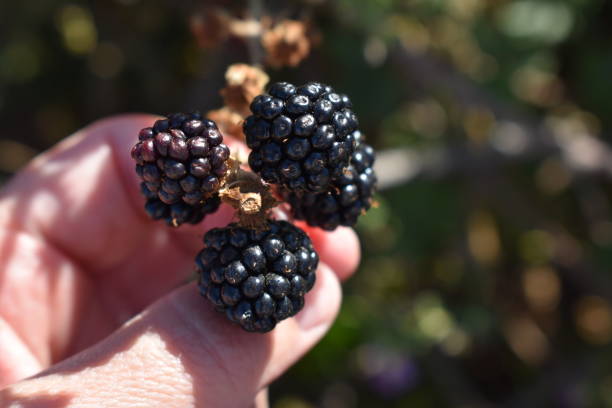 istock Hand of a small child picking blackberries 1368800933