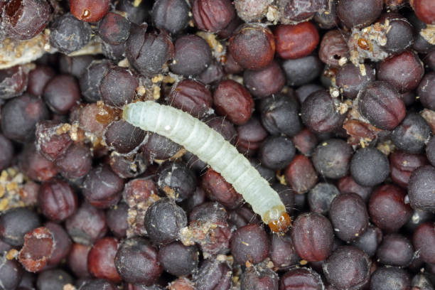 istock Canola seeds damaged by Indian mealmoth Plodia interpunctella. Visible cobweb, droppings, damaged grains, caterpillar. 1368801730