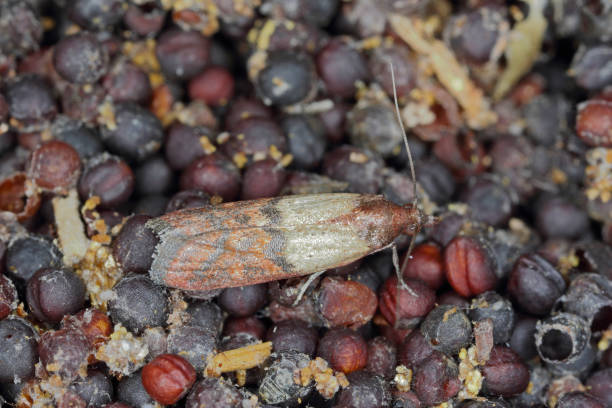 istock Canola seeds damaged by Indian mealmoth Plodia interpunctella. Visible cobweb, droppings, damaged grains, moth. 1368801906