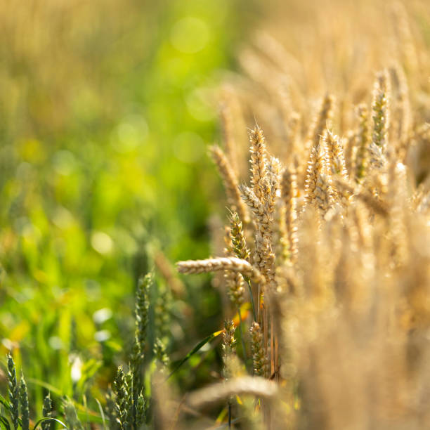 istock Wheat field with golden and green ears in rows 1368802264