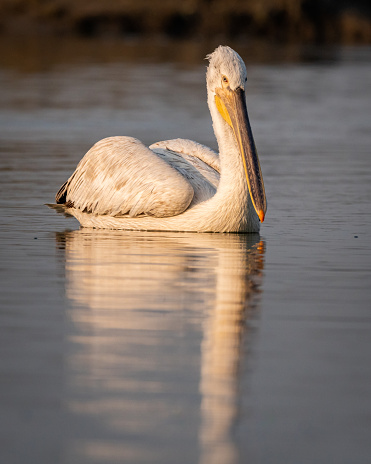 dalmatian pelican or pelecanus crispus world largest freshwater bird portrait with reflection in water during winter migration at keoladeo national park bharatpur bird sanctuary rajasthan india