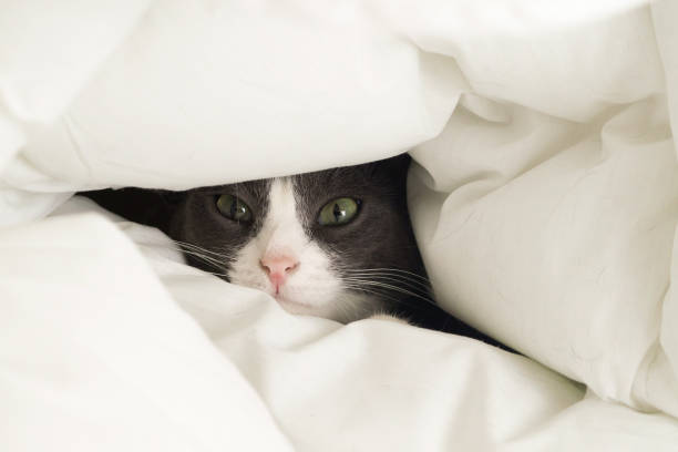 istock A cute gray cat lying in bed under a blanket. Home interior with a funny pet. 1368803128