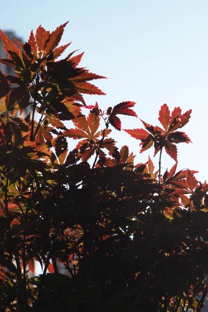 Red leaves in morning light