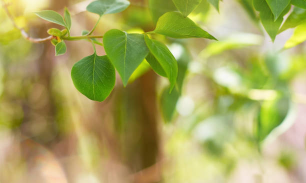 istock Green leaves in selective focus in the rays of light 1368803744
