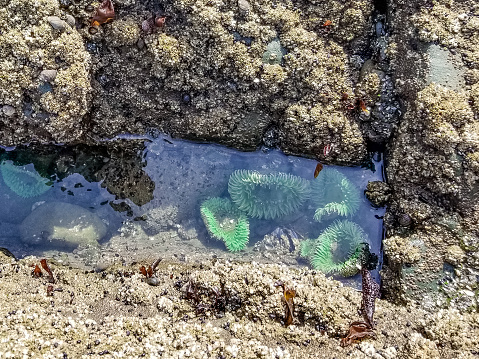 Green Anemones in Tidal Pool on Rialto Beach, Washington State  in rocky crevice