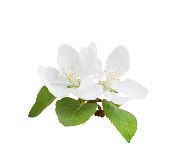 istock apple tree flowers isolated on white background with clipping path 1368804404