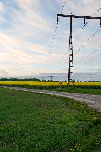 A yellow rapeseed field is in full bloom below the rusty electricity pylons in a farm field in Skåne (Scania) Sweden