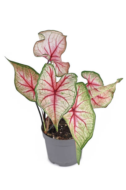 istock Beautiful exotic 'Caladium White Queen' plant 1368804814