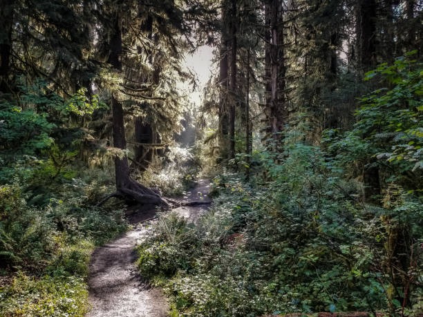 istock Hiking Path through HOH Rainforest in Washington 1368804988