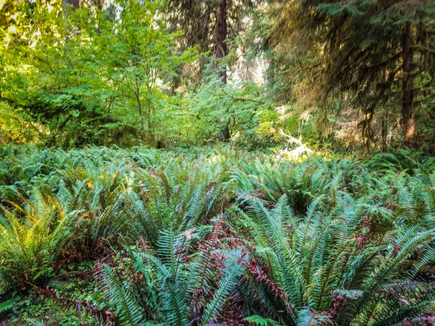 istock Hoh Rainforest near Forks, Washington 1368804999