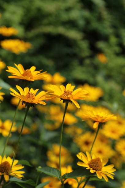 istock Field of yellow flowers 1368805779