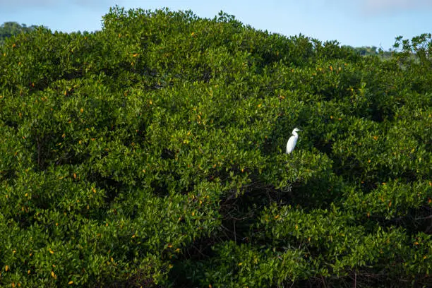 White Hern standig on mangrove trees. Animal themes