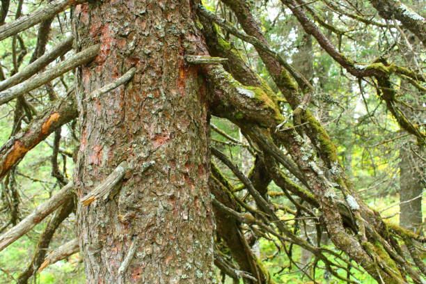 Old ancient pine in a mountain forest. Close-up. Background. Landscape. Old ancient pine in a mountain forest. Close-up. Background. Landscape. old old fashioned black 100th anniversary stock pictures, royalty-free photos & images