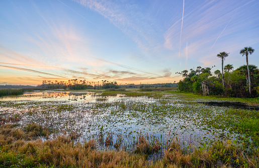 Breathtaking Orlando Wetlands Park During a Vibrant Sunrise in Central Florida USA