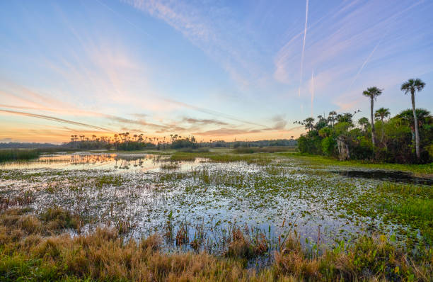 zapierające dech w piersiach orlando wetlands park podczas vibrant sunrise w środkowej florydzie usa - cyprysowate zdjęcia i obrazy z banku zdjęć