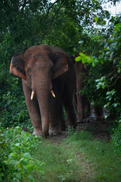 istock Wild elephants- rural India 1368806316