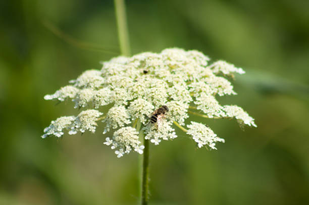 Wasp on wild carrot inflorescence close-up view with green blurred background