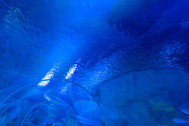 istock Underwater Scene - Tropical Seabed With Reef And Sunshine 1368807086