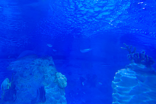 Underwater Scene - Tropical Seabed With Reef And Sunshine