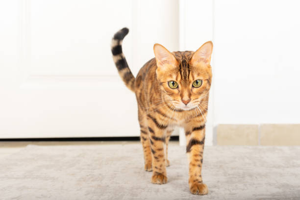 istock Bengal cat is standing on the floor in the room. 1368808301