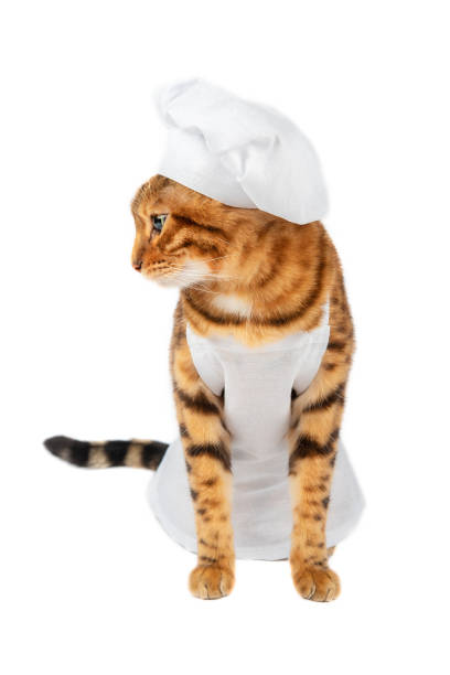 istock Cat looking sideways in a white apron and a white chefs hat 1368808306