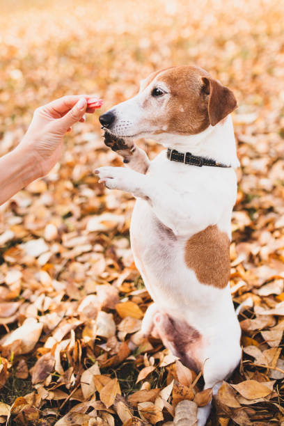 istock Beggar dog - a smart puppy Jack Russell Terrier 1368809427