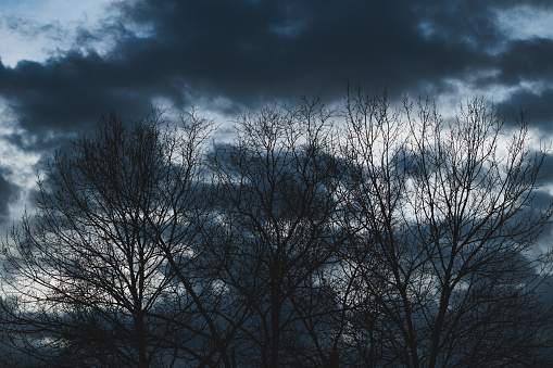 close up view on bare trees with background of dark blue clouds