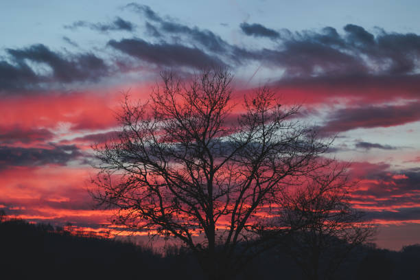 close up view of the partially cloudy sky at sundown with beautiful vibrant colors. trees, plants and hillsides on the foreground