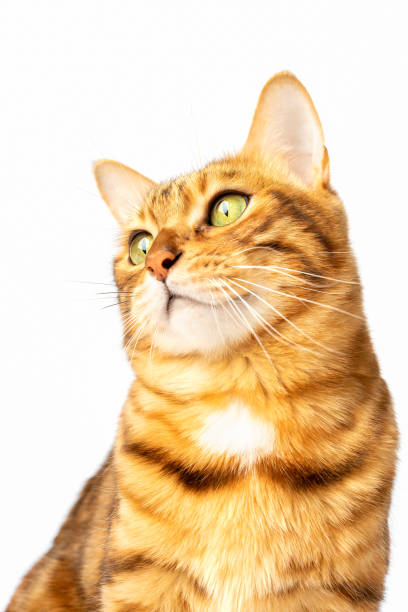 istock Bengal cat looks to the side with curiosity on a white background. 1368810685