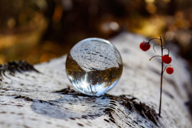 istock Inverted autumn view in a crystal ball. A twig with berries grows from a birch tree lying on the ground, on which lies a crystal ball with a reflection autumn forest. Close-up. Side view 1368810718