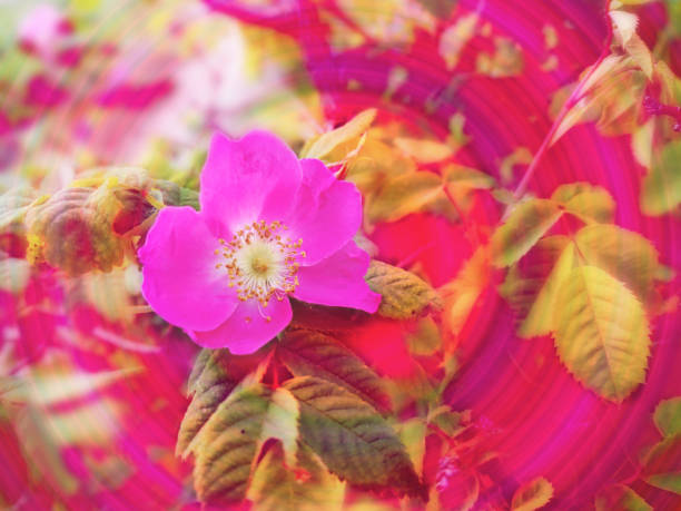 Bright vibrant graphic image with pink flower expression and colorful art