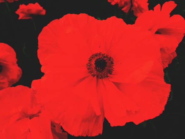 istock Super bright colors big red macro poppy flower 1368810768