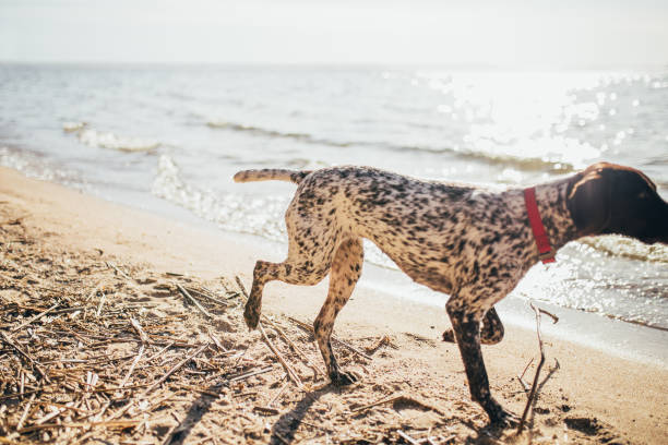 istock Kurzhaar breed dog runs along the shore 1368811905